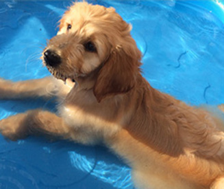 Puppy from Kaosfarm in pool 