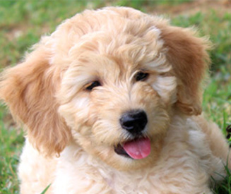 Face of a Gold Goldendoodle Puppy from Kaosfarm 