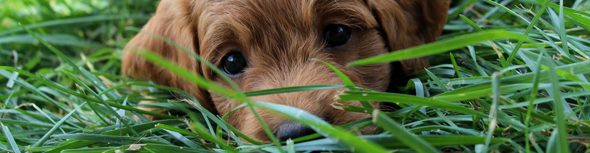 goldendoodle puppy in grass