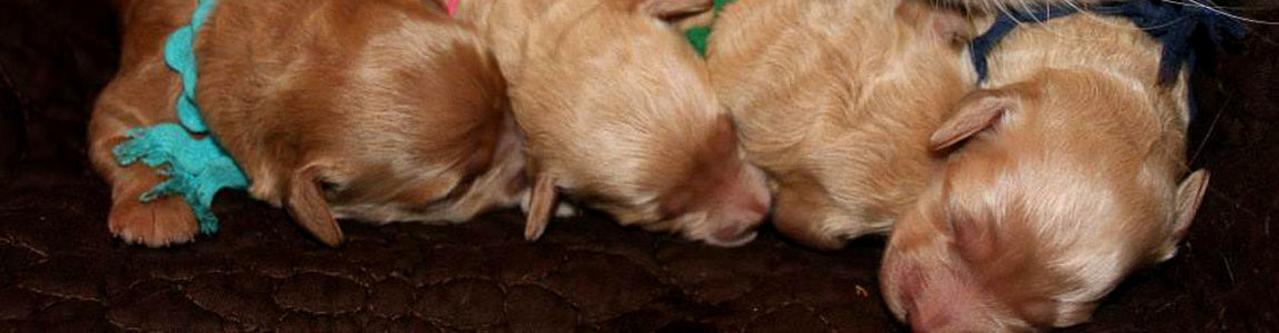 4 Newborn Puppies