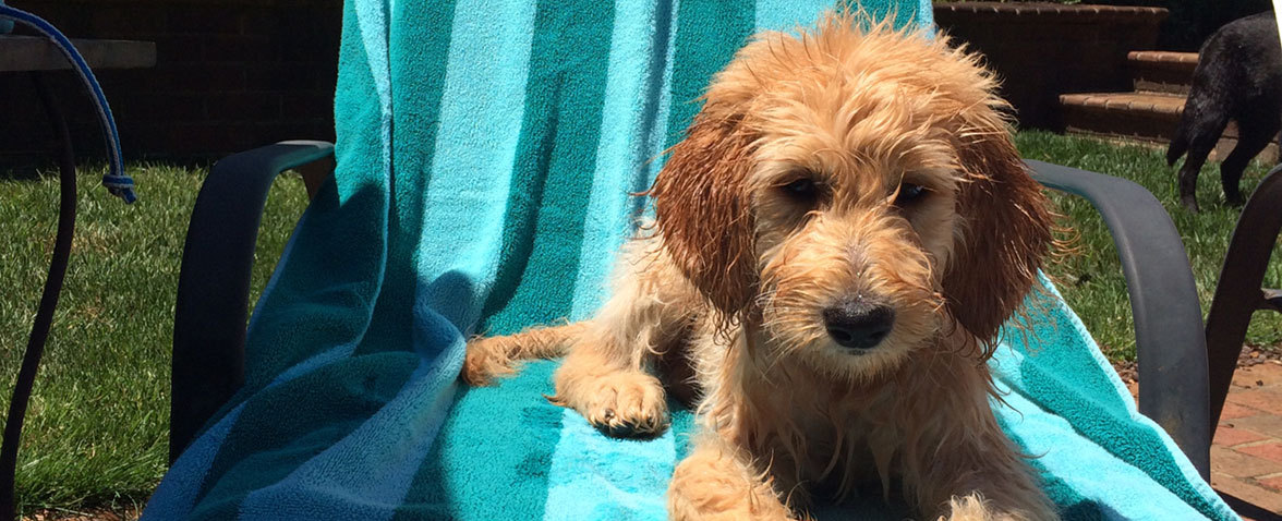 Puppy wet from swimming sitting on a chair 